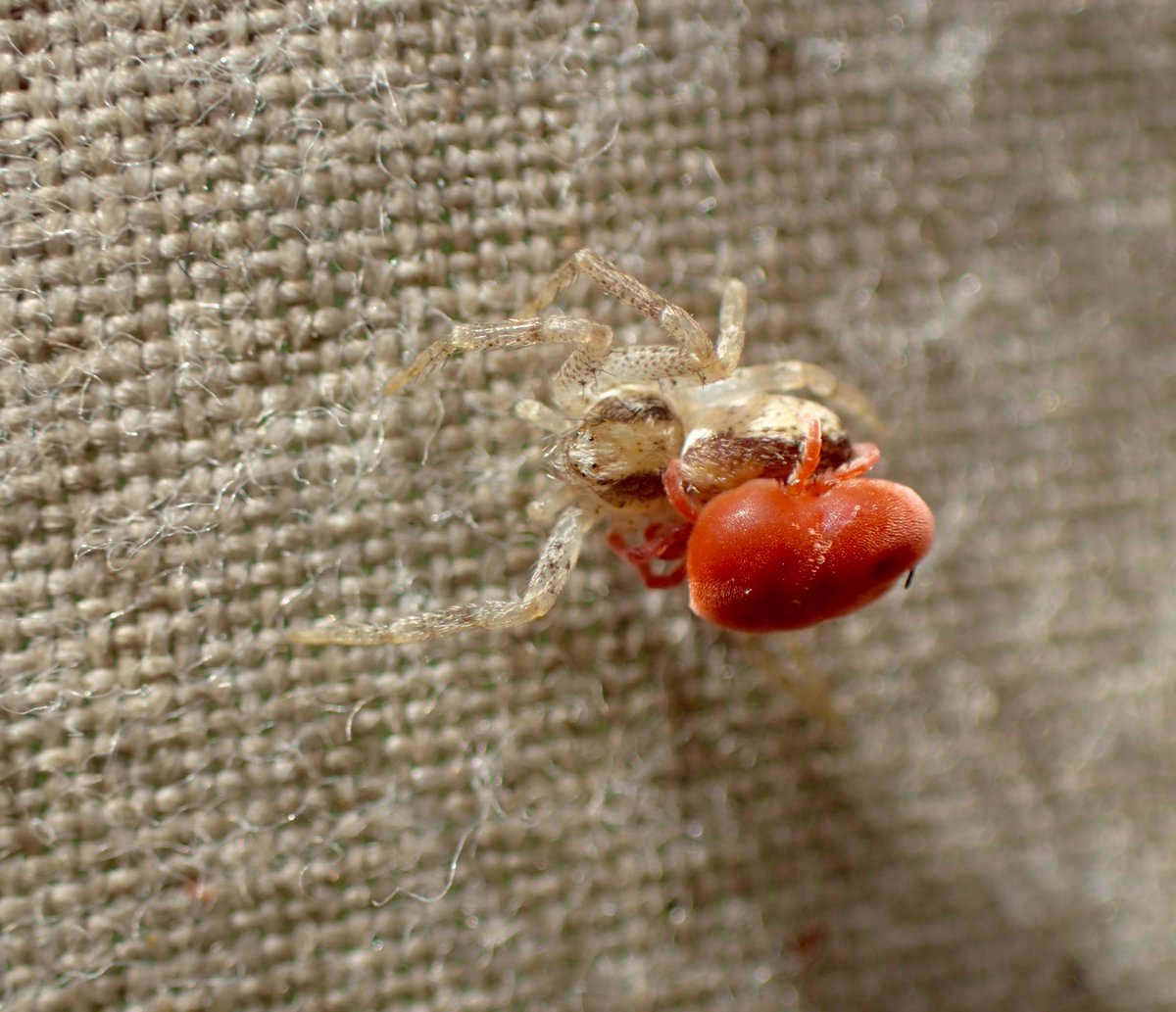 Is this Red Velvet Mite 'attacking' the spider? Assume it's a species of running crab spider? It certainly was running, but the mite didn't let go!