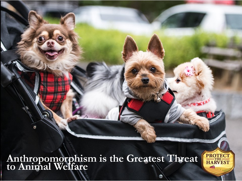 Anthropomorphism is the greatest threat to actual animal welfare.
#anthropomorphism #animalextremism #animalwelfare #animalwelfarenotanimalextremism
protecttheharvest.com/news/anthropom…