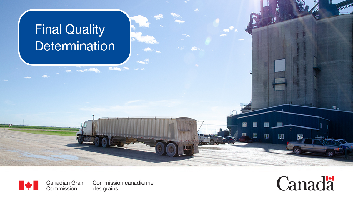 To be eligible for a Final Quality Determination, you must: - deliver one of the 21 regulated grains - deliver to a licensed primary elevator - request it within 7 calendar days from delivery Learn more: ow.ly/r9Xx50R9GfW #CdnAg #WestCdnAg