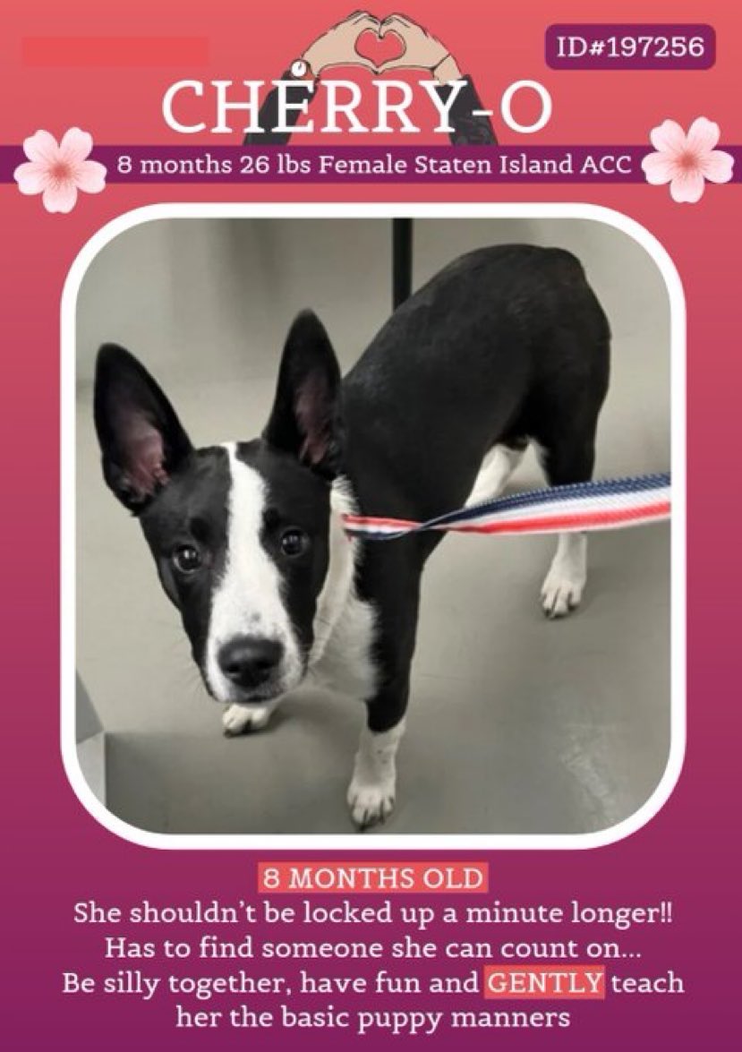 🍒CHERRY-O🍒 #NYCACC #SIACC is just a baby being forced to find her place in life~let’s help her 💞 #AdoptDontShop #RT #FosteringSavesLives #Pledge ⬇️ 📌Please DM @CathyPolicky @SuzanneSugar nycacc.app/browse/197256