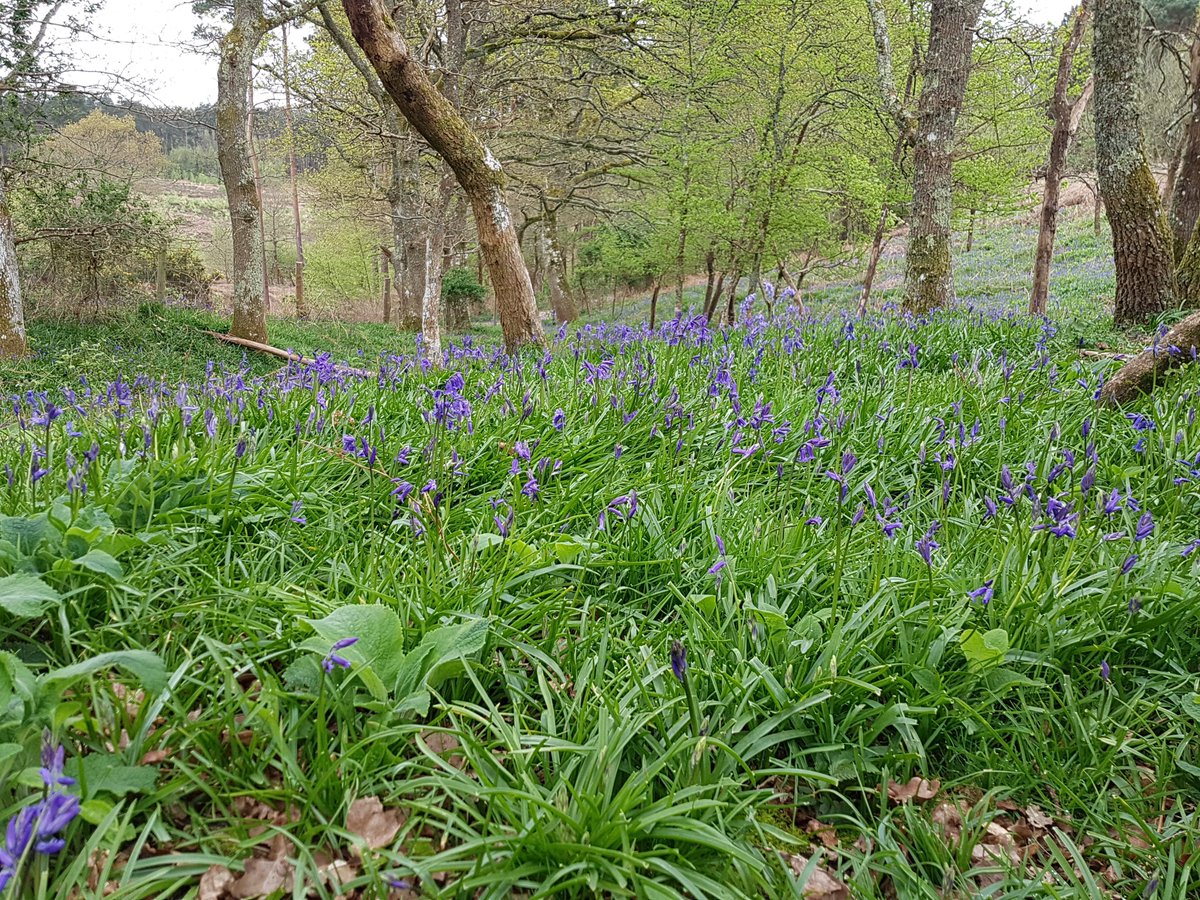 Birds, blossom, butterflies and Bluebells; spring is my favourite season at Pulborough Brooks. New spring arrivals are adding their voices to our dawn chorus, the Bluebells are starting to flower and we're still enjoying regular sightings of the White-tailed Eagle. #wildsussex