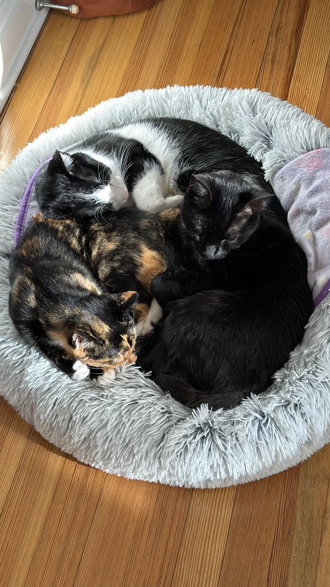 What a great update on Orion, Romeo, and Crystal, who were all #adopted to the same family at different times! All three of their names have been changed. 'An update on the great trio Pet Rescue alumni Boo, Purr McCartney and Jackie - they are living their best lives.'