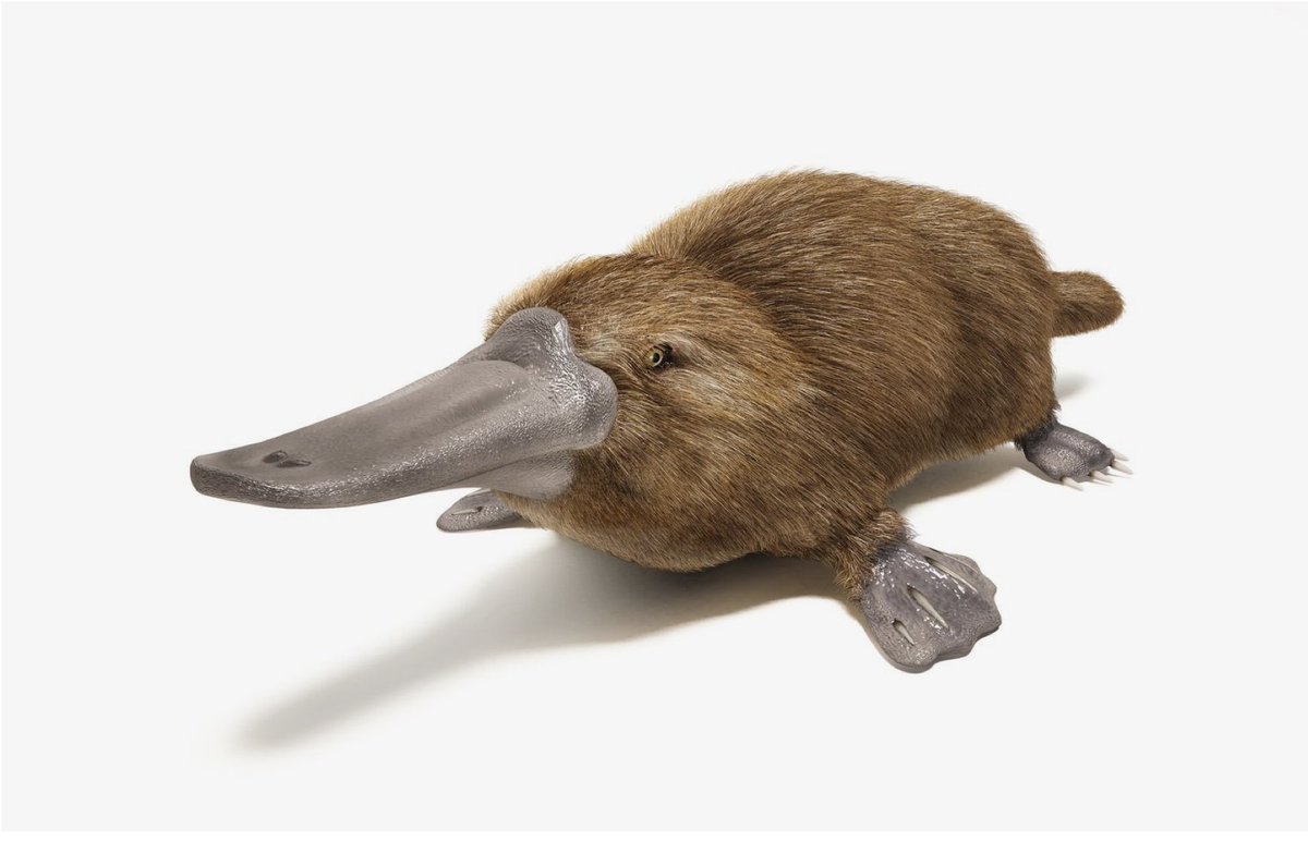 If the Standard Model of particle physics were an animal it would be a platypus.