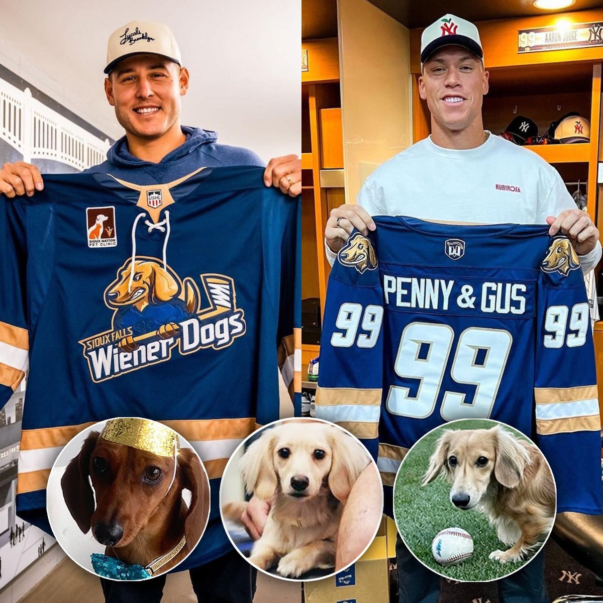 Yankees dog dads Aaron Judge and Anthony Rizzo were gifted custom 'Wiener Dogs' jerseys from the Sioux Falls Stampede hockey team, who rebrands itself as the 'Fighting Weiner Dogs' once a year The names on the jerseys were of their dogs Kevin, Penny and Gus 🥹 (via @Yankees)