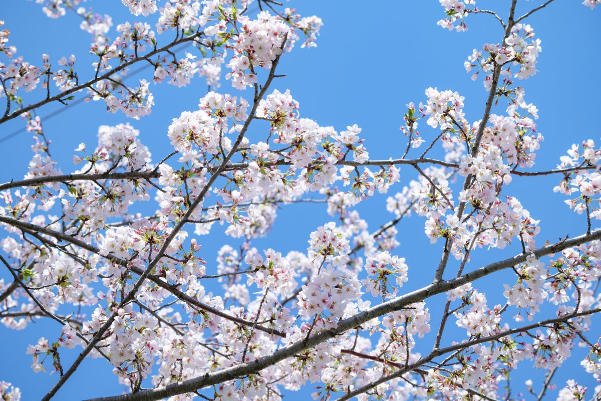 Eye_drops_flow's tweet image. 春よのぉ🌼