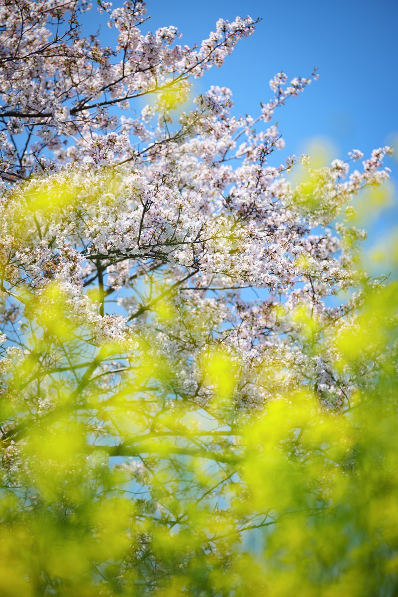 Eye_drops_flow's tweet image. 春よのぉ🌼