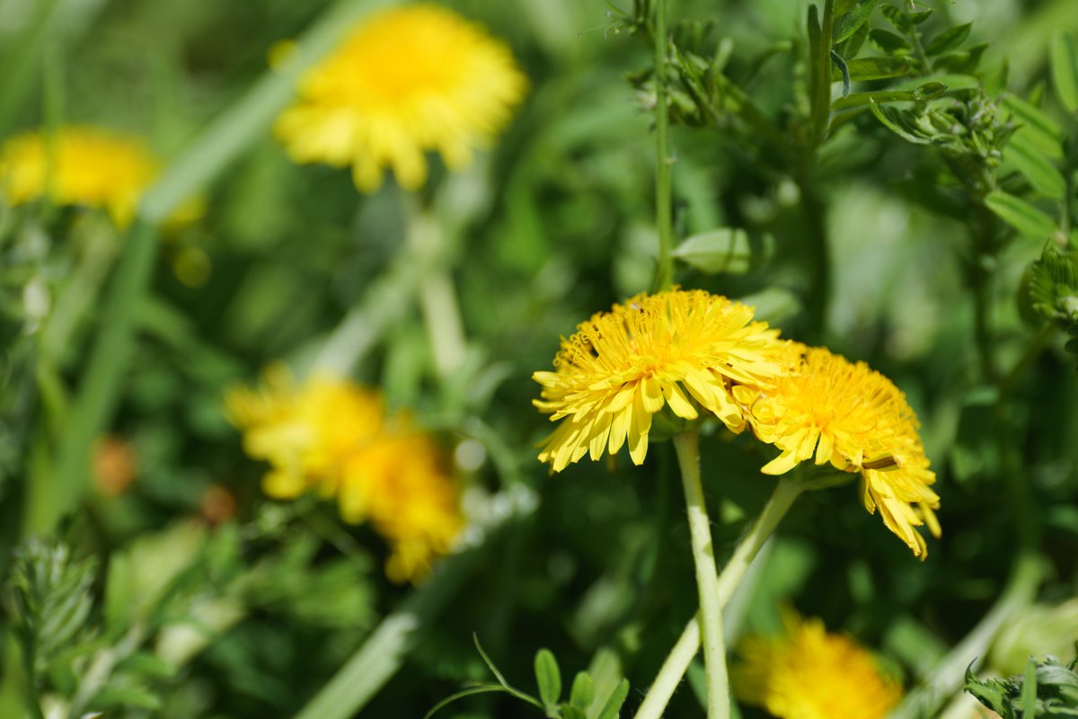 Eye_drops_flow's tweet image. 春よのぉ🌼