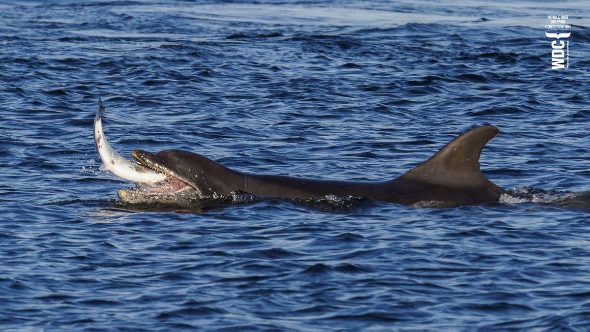 This lovely dolphin is 'Rainbow' (having her lunch) and you can get to know her and her amazing life by adopting her here... uk.whales.org/support/adopt/