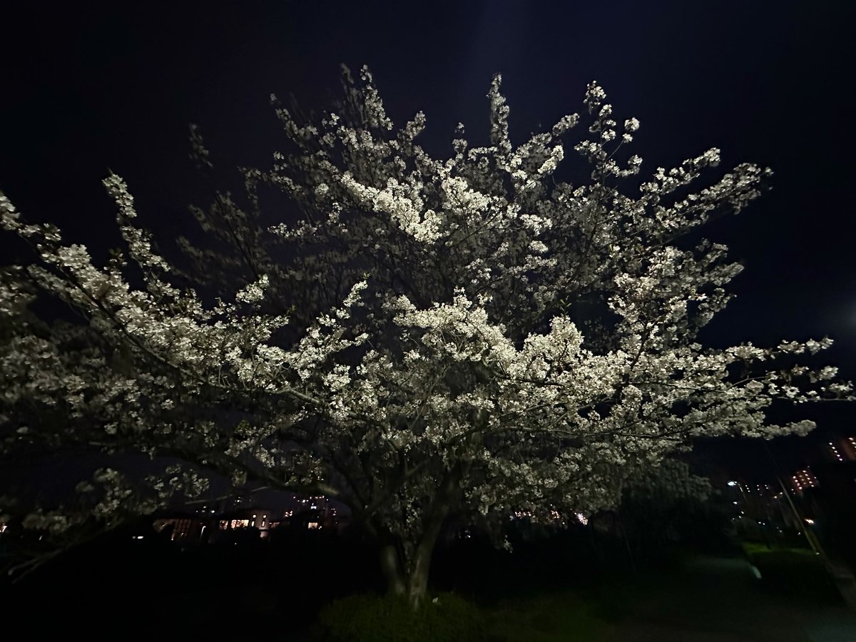 荘厳な空気がありますなぁ 夜桜