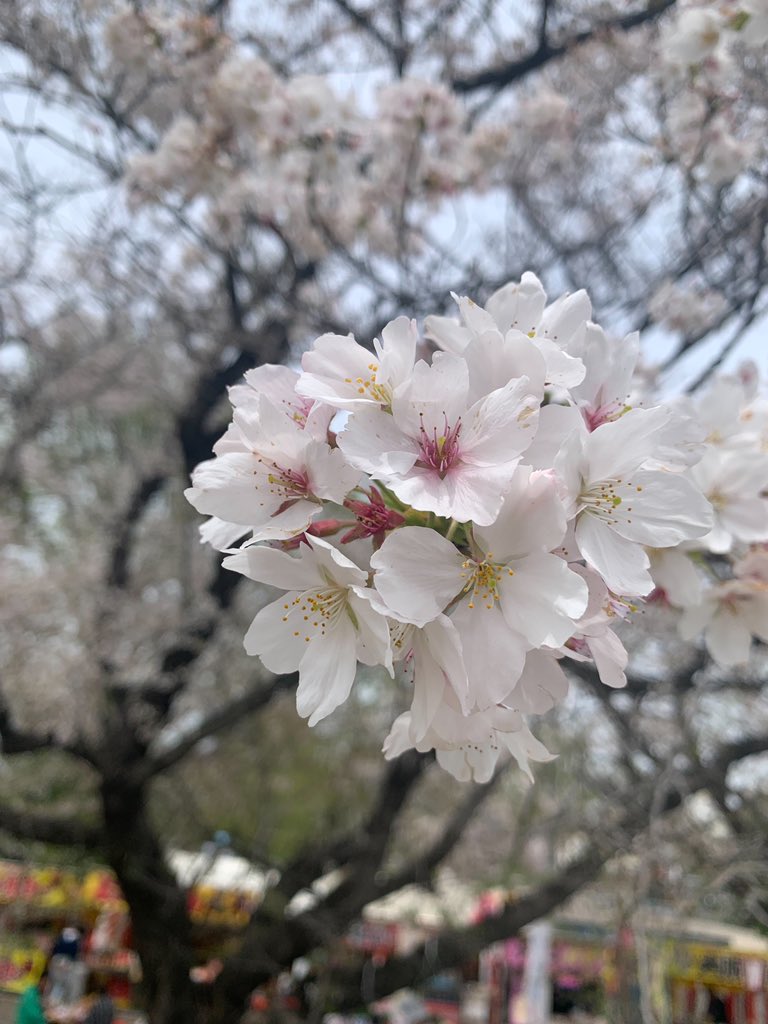 埼玉県熊谷桜堤
キレイでした。今年も無事桜が見れました。