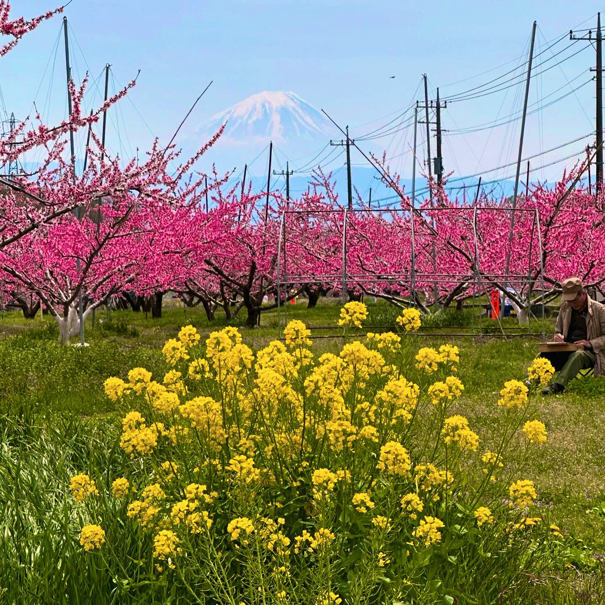 桃の花と富士山と菜の花🌸

#新府桃源郷　#山梨観光　#iPhone14pro