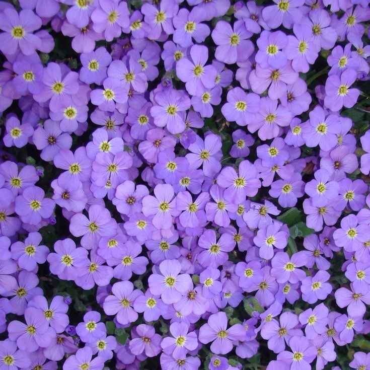 violet flowers.