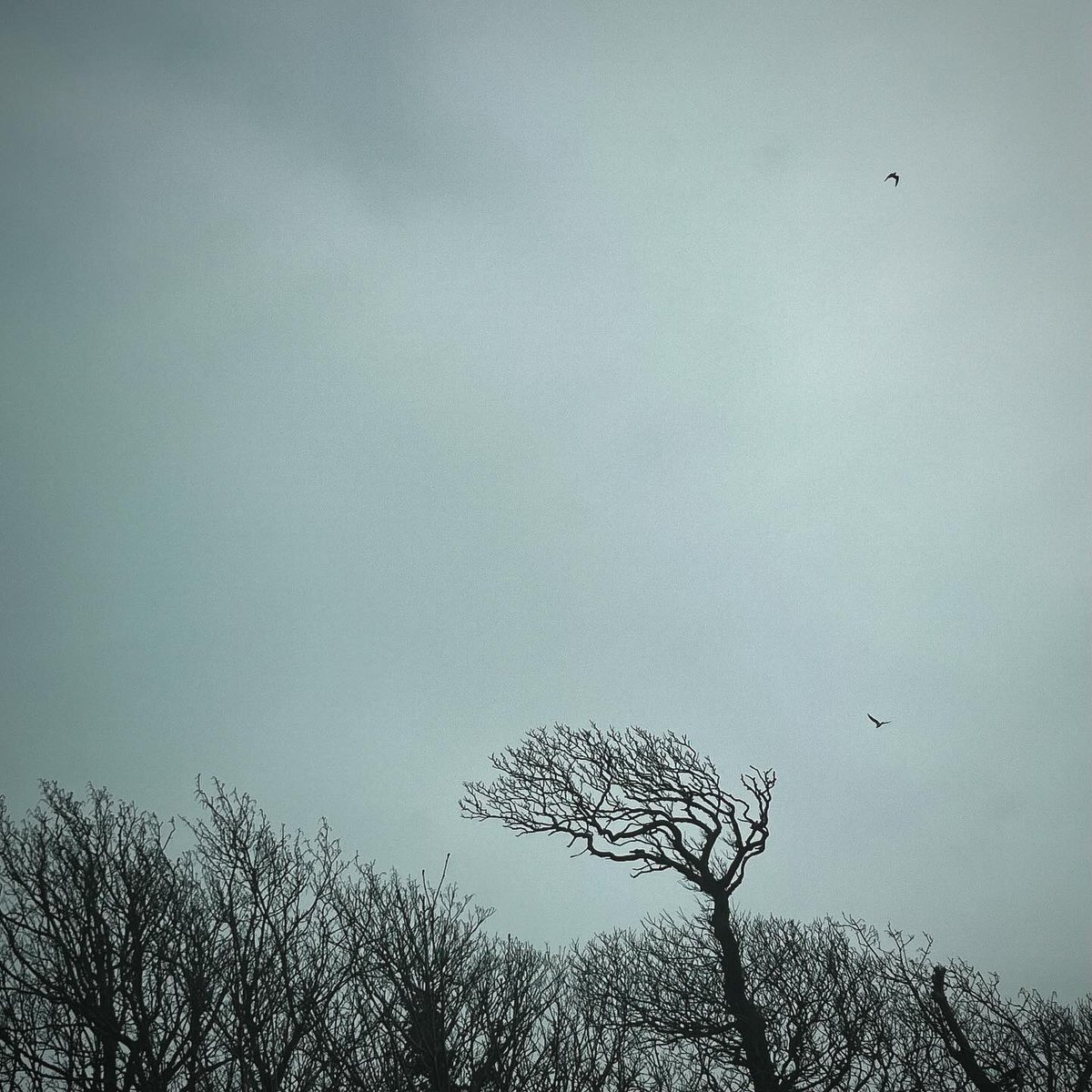 Does anyone know if there’s a word for the top of a tree which looks like a mini tree coming out of the top? I really like them :) @susie_dent @RobGMacfarlane