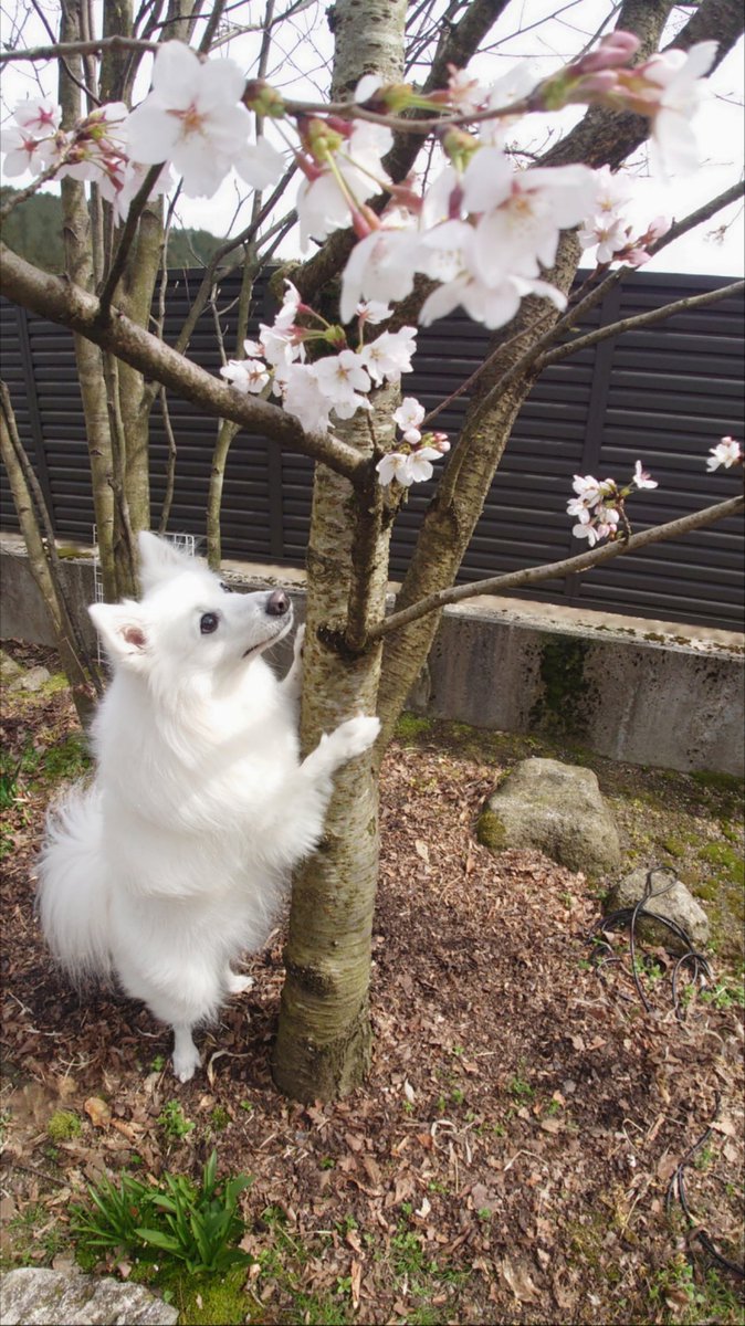 桜を見つめる犬が可愛すぎる🌸