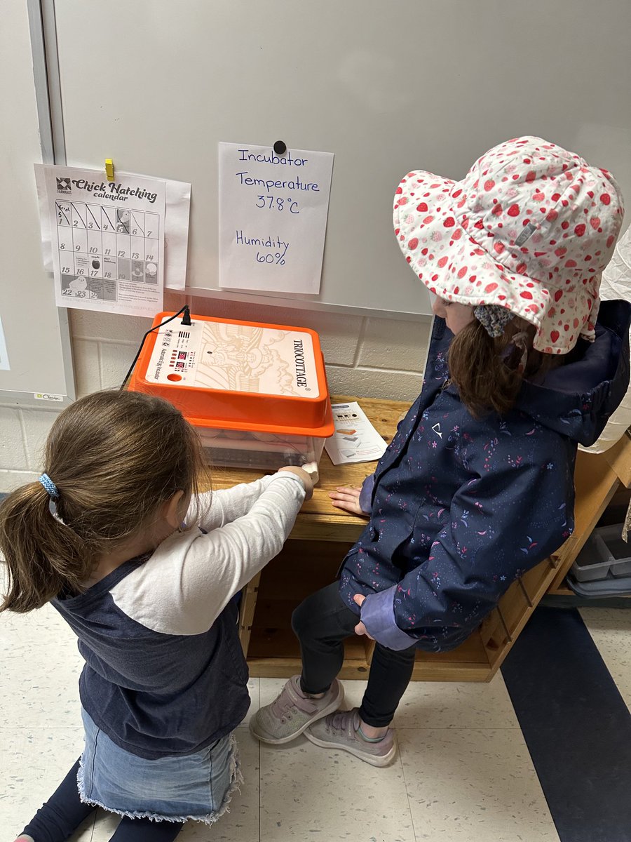 Starting our day looking after our soon-to-be babies 🐣! ⁦<a href="/ThomasMoreOCSB/">St. Thomas More School</a>⁩ ⁦<a href="/mrsfresina/">@mrsfresina</a>⁩