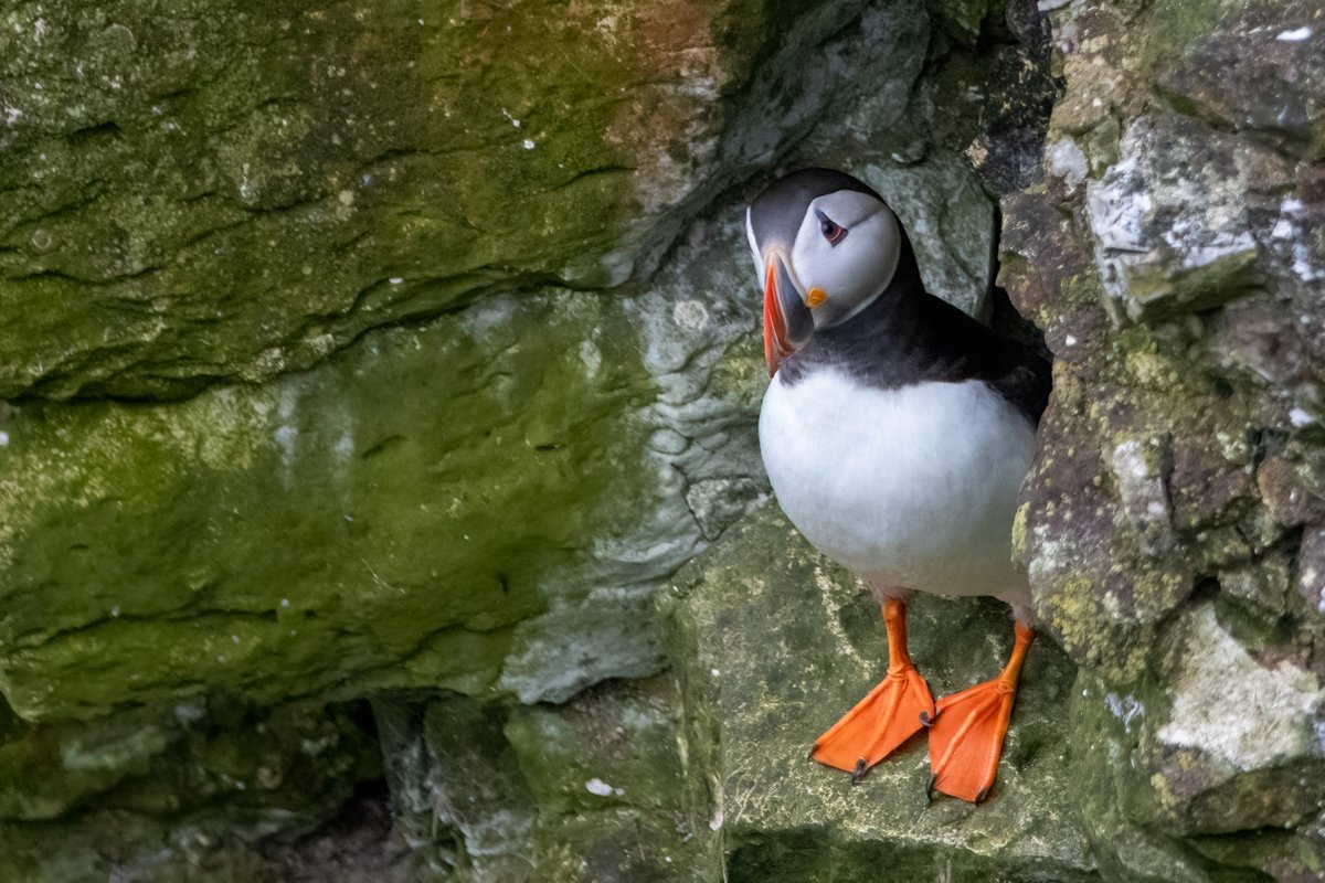 #Puffin at Bempton Cliffs. Can't wait to go there again next month 😍
#birds #birdwatching #birdphotography #wildlife #naturephotography #wildlifephotography #birding #best #birdlovers #photography #captures #naturelovers #birdlife #bestbirdshots #wexmondays @Natures_Voice