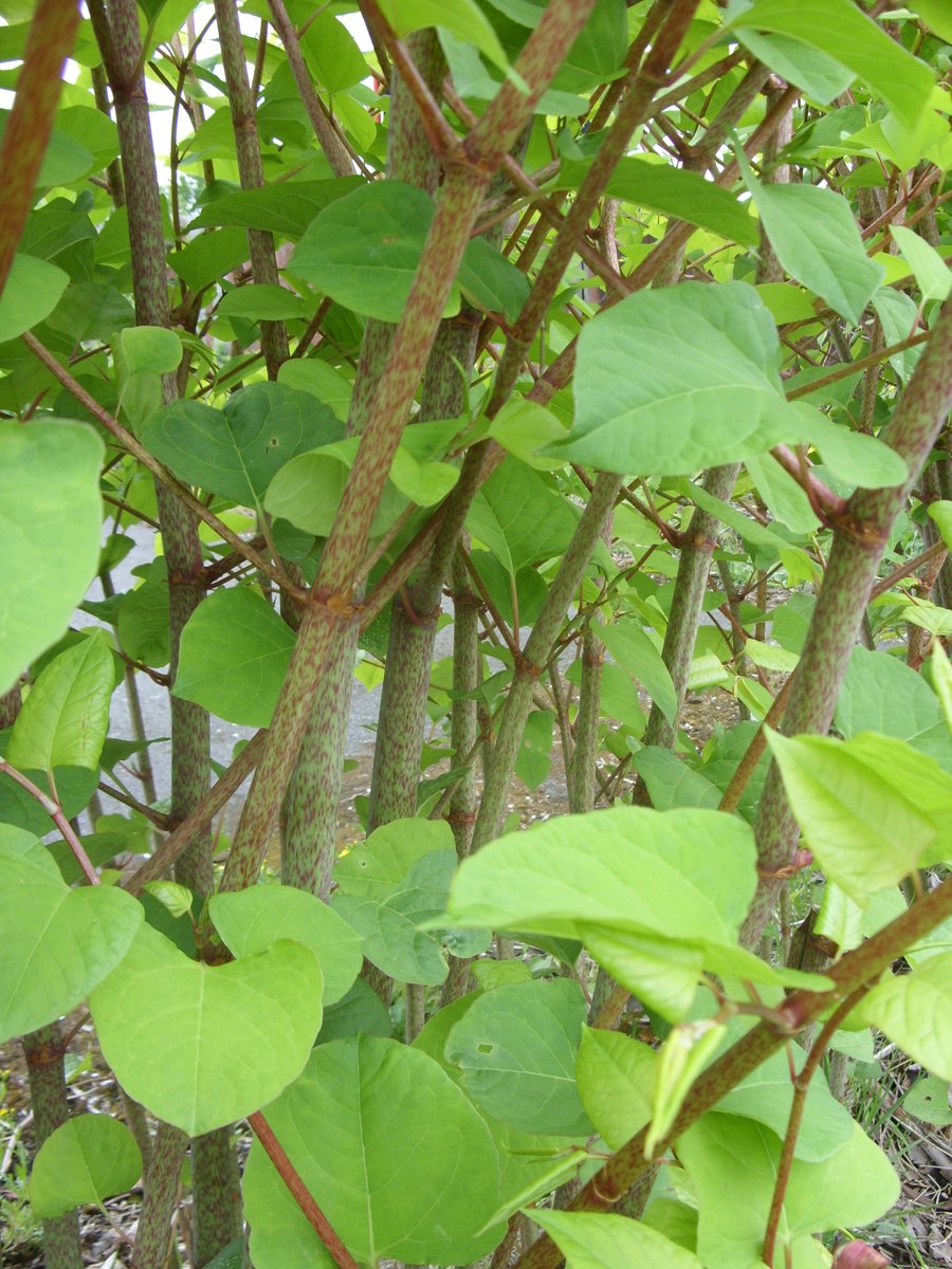If a site has been skimmed or treated, look for evidence of #JapaneseKnotweed material #InvasiveWeeds #Knotweed #InvasiveWeedTreatment #InvasiveWeedControl