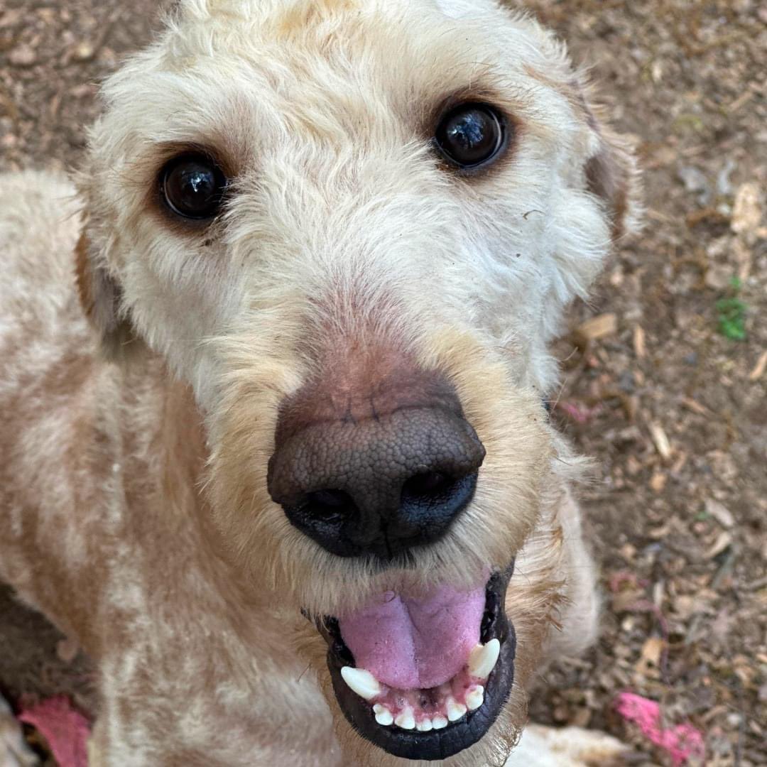 From tragedy to triumph! Tuna Doodle Casserole's journey is so inspiring. After being abandoned, mistreated, and literally starved of food and attention, he's starting to thrive. Gaining 20 pounds and now weighing 45 pounds, Tuna is a true fighter!👇