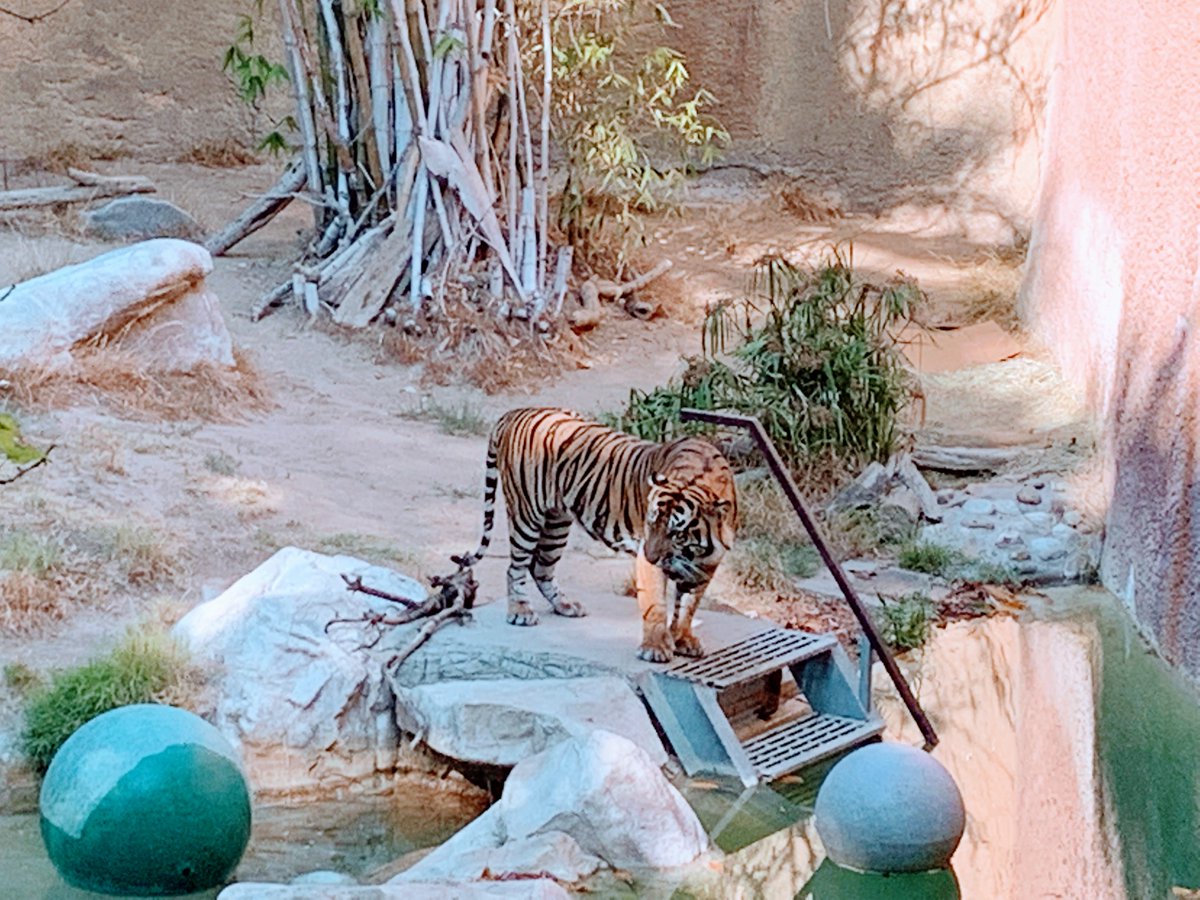 What becomes of the @LAZoo's tiger enclosure, sponsored by 99 Cents Only?