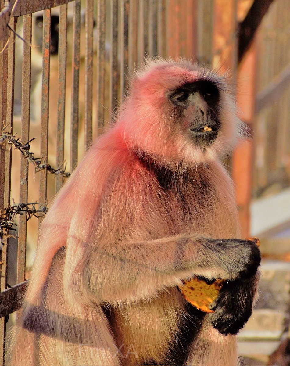 swordsnhammer's tweet photo. One 🌎 divided by Capitalists , Socialists, communists🗣️Organized beliefs, Hunger needs food, humanity & not colours or slogans!
@ThePhotoHour @StormHour #Oldworldmonkey #nature #eyes #wildlifephotography #poverty #Humanity #jobs #inflation #FutureIsNow https://t.co/ZzpjiqfI8p