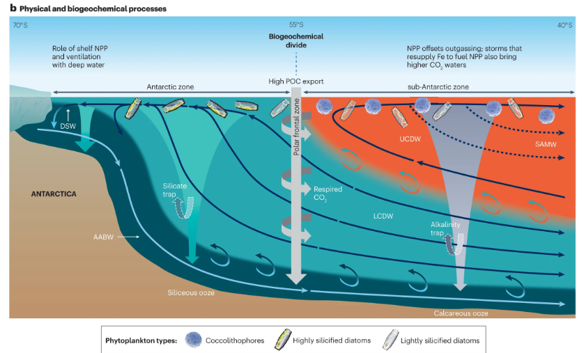 🚨New Review! The Southern Ocean represents a substantial carbon sink. Boyd et al. describe how expanding observations are providing increasing insight into the contribution of biota to the carbon cycle in the Southern Ocean nature.com/articles/s4301… (rdcu.be/dEs99)