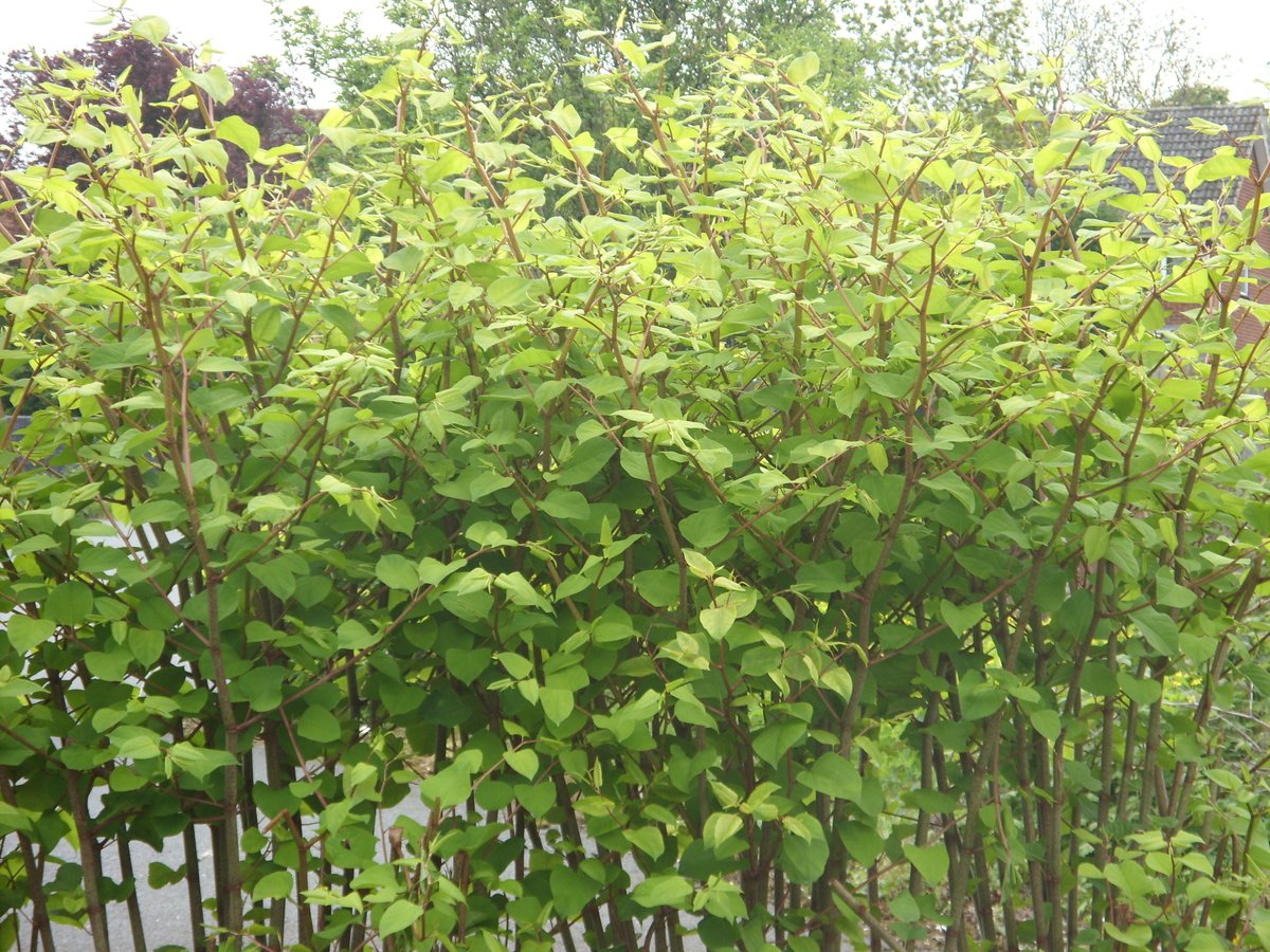 #JapaneseKnotweed is a tall, vigorous plant that escaped from cultivation in the late nineteenth century #InvasiveWeeds #Knotweed #InvasiveWeedTreatment #InvasiveWeedControl