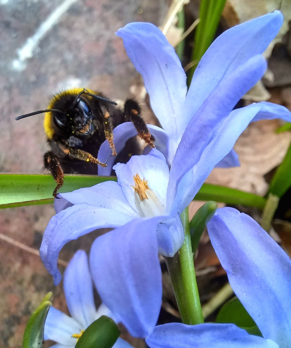 Queen bumblebee on chionodoxa #insectthursday #gardening #flowers #wildlife