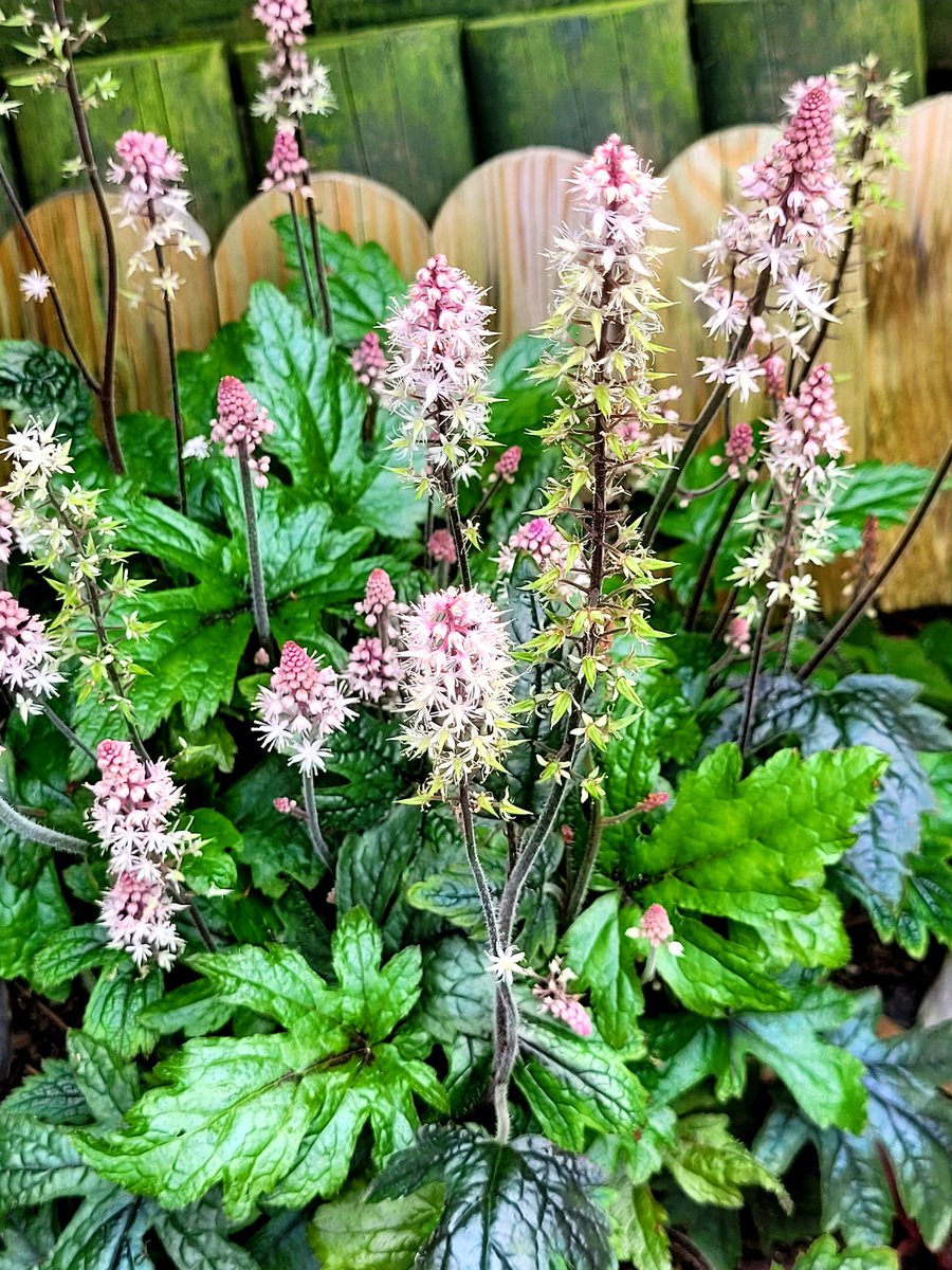 Think the sun is trying to make an appearance today! My Tiarella ~ Pink Skyrocket, the perfect perennial for a shady shot in the garden. Have a lovely Thursday🌸🌿 #Flowers #gardening #SpringBreak #thursdayvibes