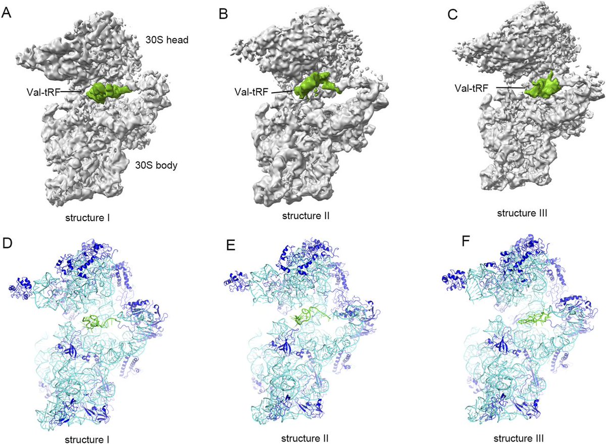 Here the authors analyzed three structures of Val-tRF-30S ribosomal complexes, which revealed the mechanism by which val-tRF inhibits protein translation life-science-alliance.org/content/7/6/e2…