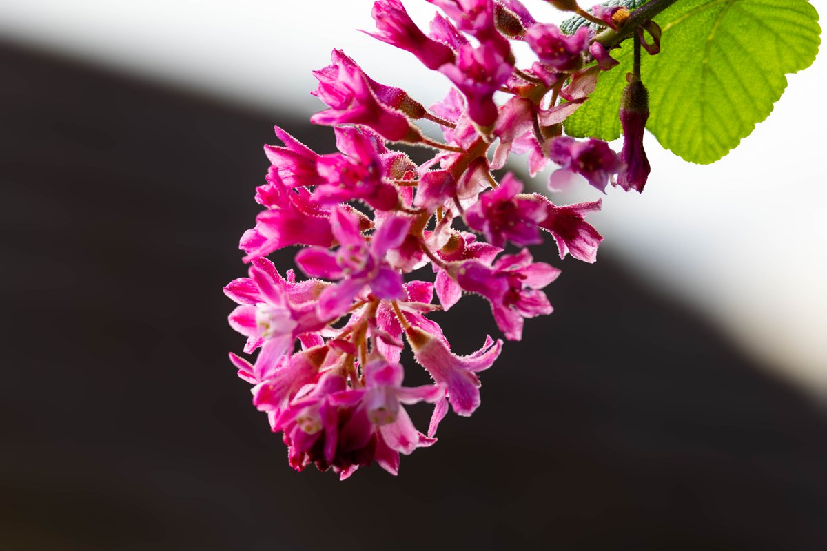 Flowering Currant (Ribes sanguineum) in bloom, Farnham, Surrey, UK, 21 March 2024. #ThePhotoHour #plants #nature #flowers #blossom #spring  
photographyobsession.co.uk/pog/picture.ph… 
gordonengland.picfair.com/pics/019550220…