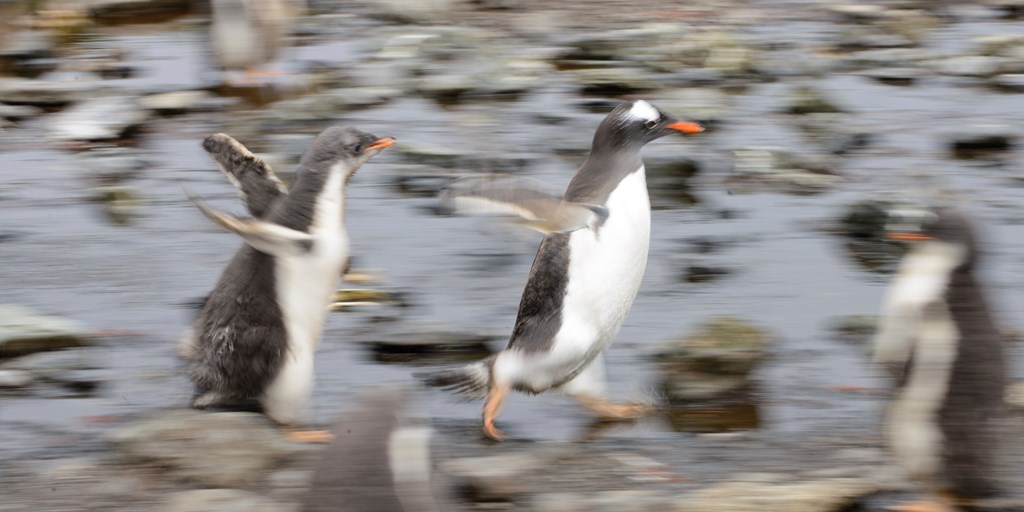 Today is World Penguin Day! If you've seen a penguin at one of our reserves you probably need better binoculars! Visit RSPB Arne this weekend to get expert advice and test which binos/scopes are right for you. #WorldPenguinDay Image © Alastair Wilson (rspb-images.com)