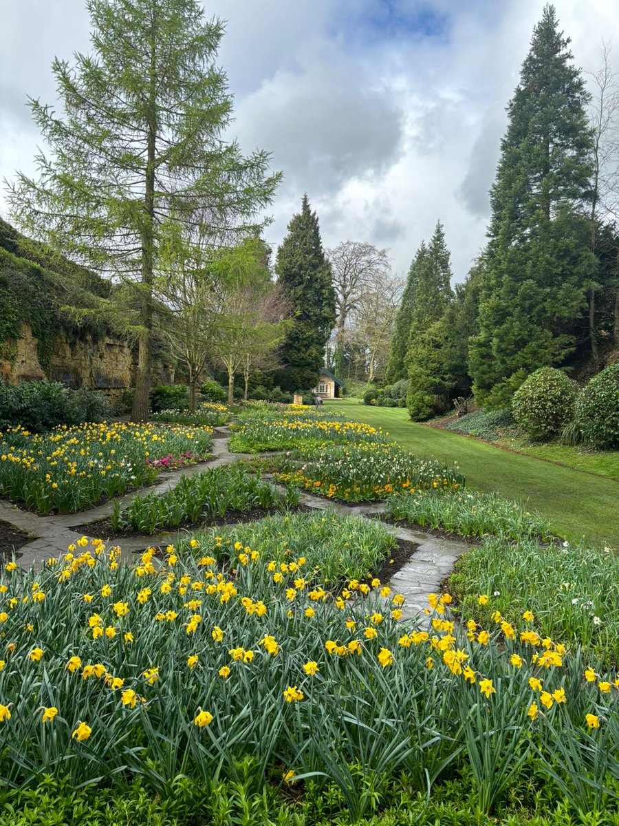 We've been loving all of the different daffodils at Brodsworth this spring 🌼💛

Sure to bring a little bit of joy to your day!
