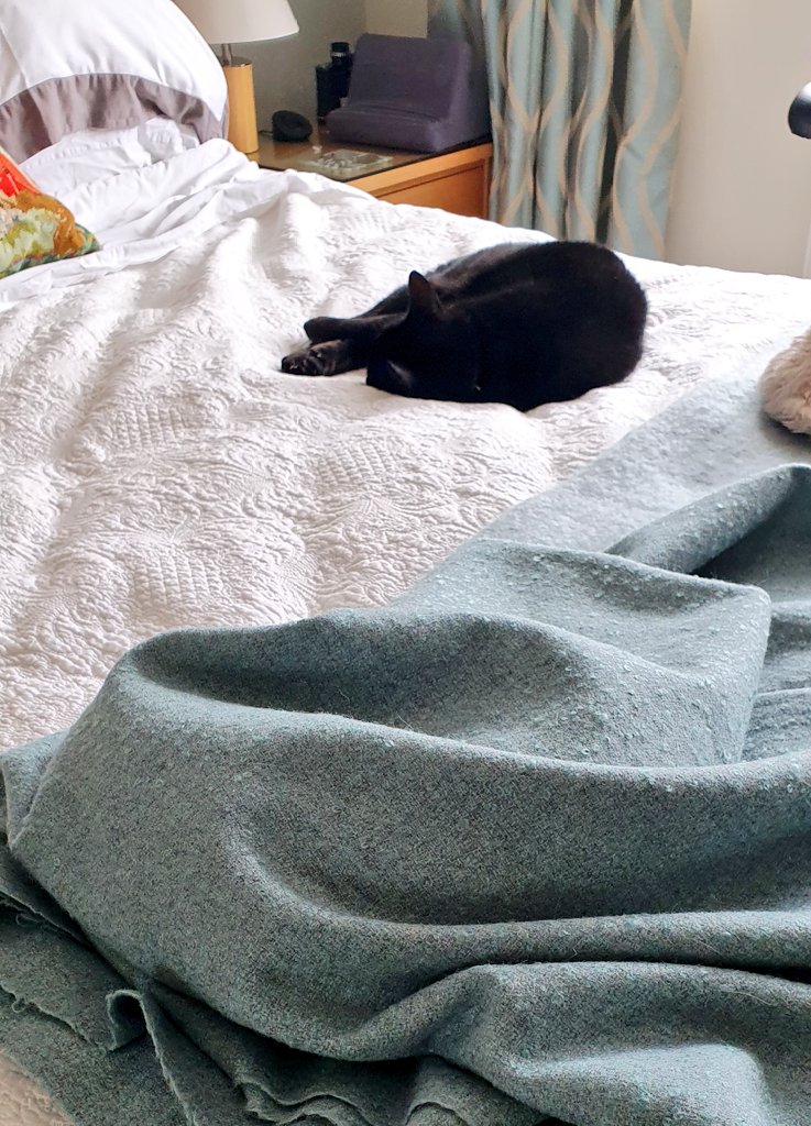 VintageBarbara's tweet image. Alfa cat and Beta cat. 
#thesetwo #Oliver🐈‍⬛ #HenryLongtailSeriousface