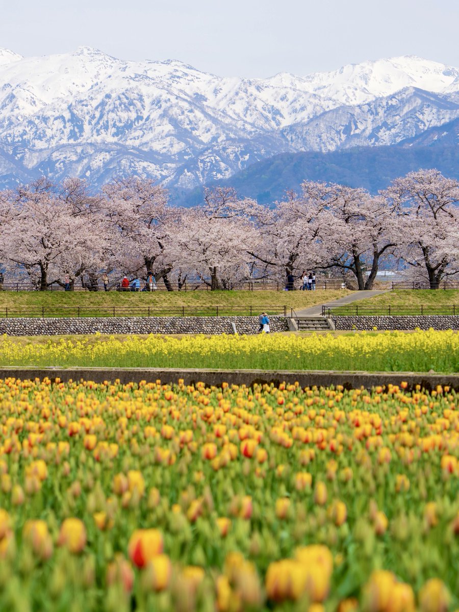 富山の春の絶景！！ あさひ舟川「春の四重奏」