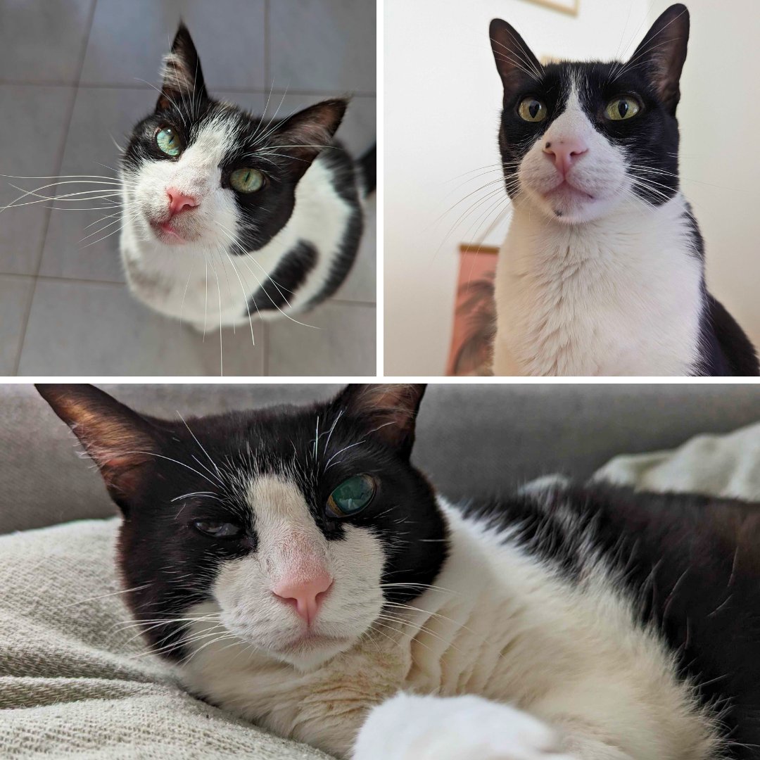 Research4People's tweet photo. Happy National Pet Day 🐶🐱🦎💛 Here are some PFR pets to make your day better!

#NationalPetDay #NationalPetDay2024 https://t.co/kHC4WZN39b