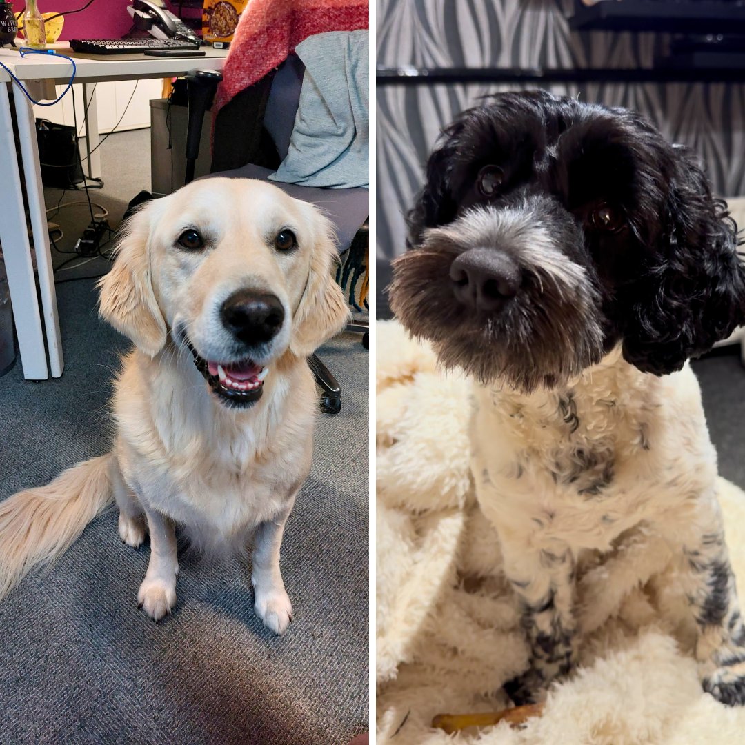 Research4People's tweet photo. Happy National Pet Day 🐶🐱🦎💛 Here are some PFR pets to make your day better!

#NationalPetDay #NationalPetDay2024 https://t.co/kHC4WZN39b