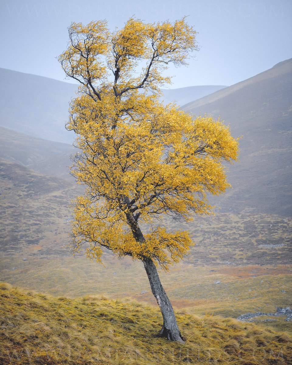 Trees of Glen Clunie #Scotland #Aberdeenshire #Highlands damianshields.com