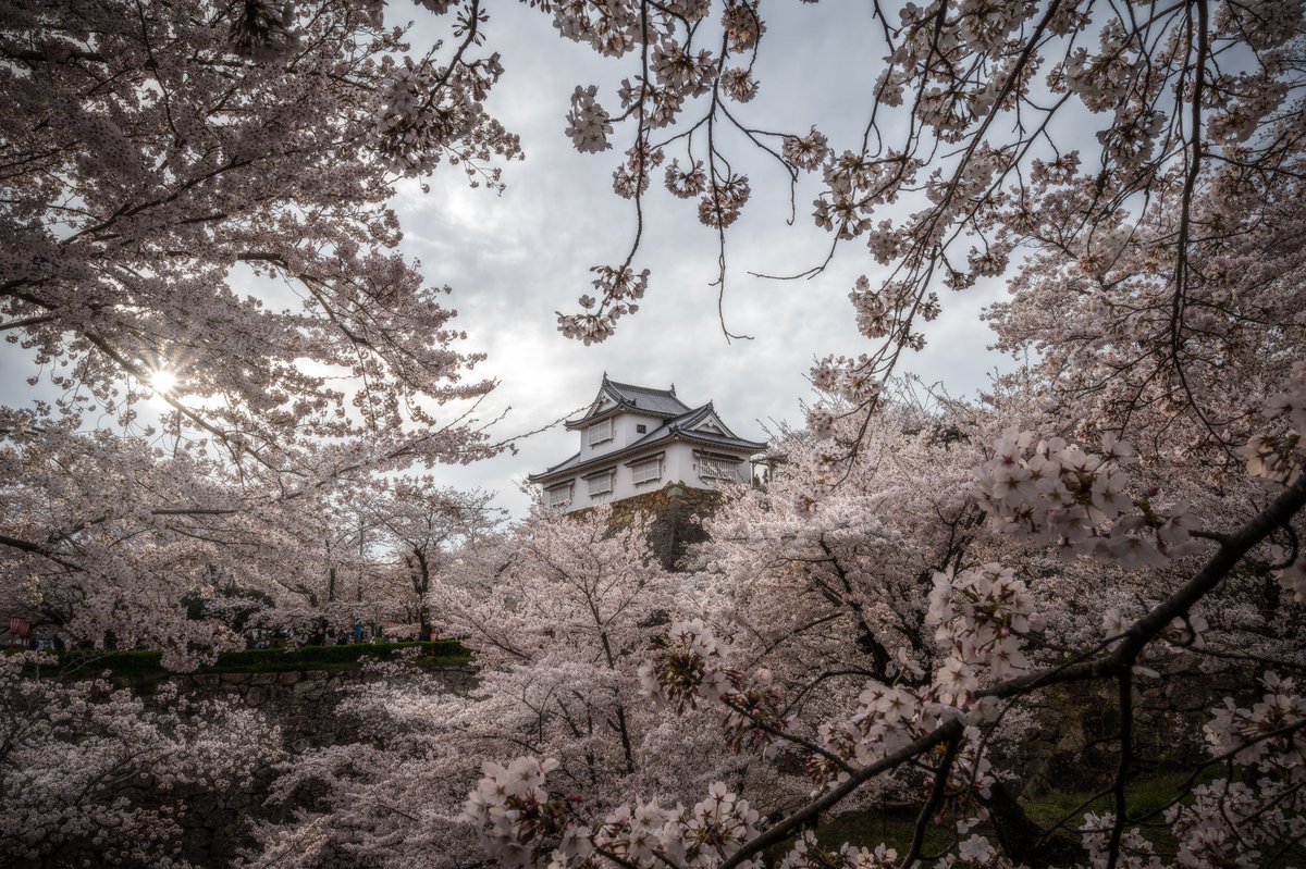 満開の桜に感動した鶴山公園