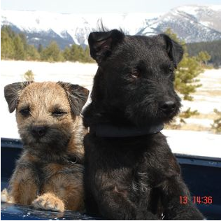 northerncase's tweet photo. It’s National Pet Day and we couldn’t pass up the opportunity to show you some of the Northern Case Management furry friends 🐶💚 

Show us yours in the replies!  

#NationalPetDay https://t.co/RUDS2y8jAG
