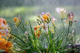 'La primavera sta arrivando?' 'Come è fatta?' 'È il sole che brilla sulla pioggia, ed è la pioggia che scende sotto il sole ' Frances Hodgson Burnett