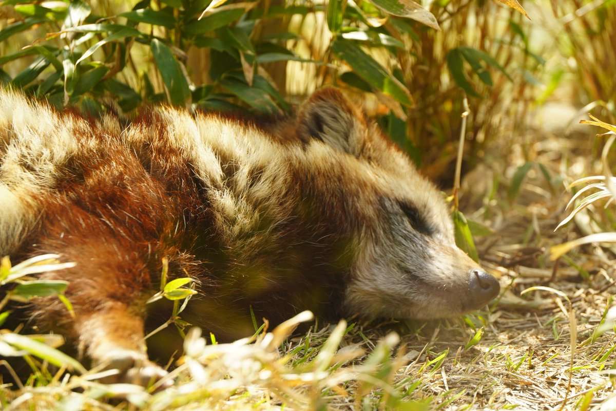 最近はここでよく寝ているマルポコチャンさん

#ホンドタヌキ 
#飯田市立動物園