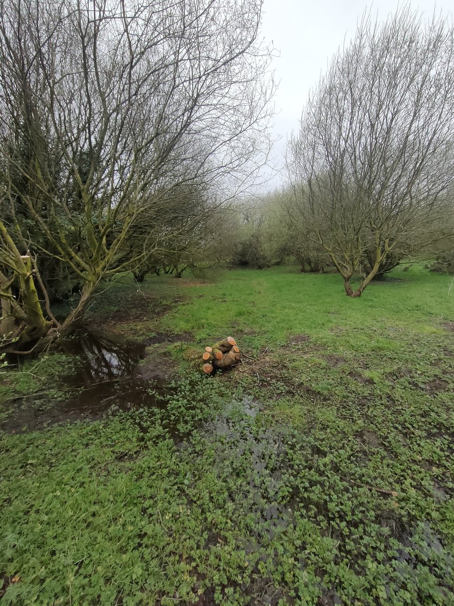What's left of a fallen Willow 🌳 in a 'nature reserve'' Lagan Meadows in south Belfast. More a large doggy 🐶 play park than a nature reserve. @belfastcc why on Earth would you send people out to chainsaw and chip a fallen 🌳 here? Why do you employ a 'Biodiversity Manager'?…