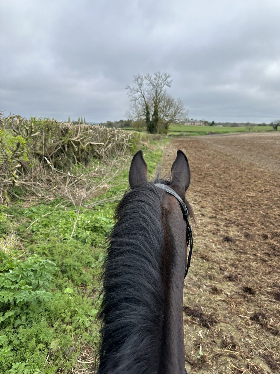 I had a lovely start to the day riding my friend’s horse around some fields and peering at Canary Wharf and Crystal Palace in the distance. Very Fotherington-Thomas and with such good ears to look through!