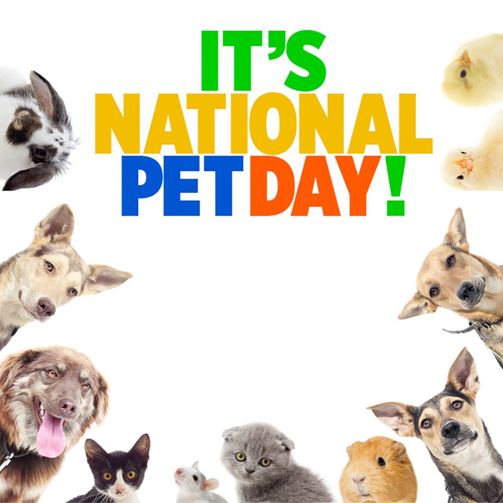 HAPPY NATIONAL PET DAY! Celebrate your pets with FOX 5 by posting your favorite pet pics! #GoodDayDC 🐶🐱🐰🐸

Check out these pet &amp; animal stories: tinyurl.com/23fygojq