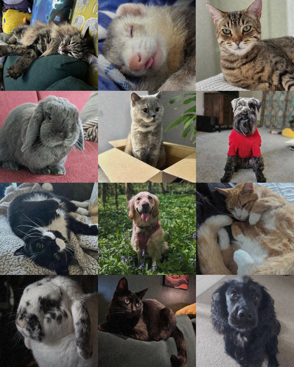 Happy National Pet Day! Pls reply with pics of your pets Here are just some of the MT team's beautiful companions ❤️