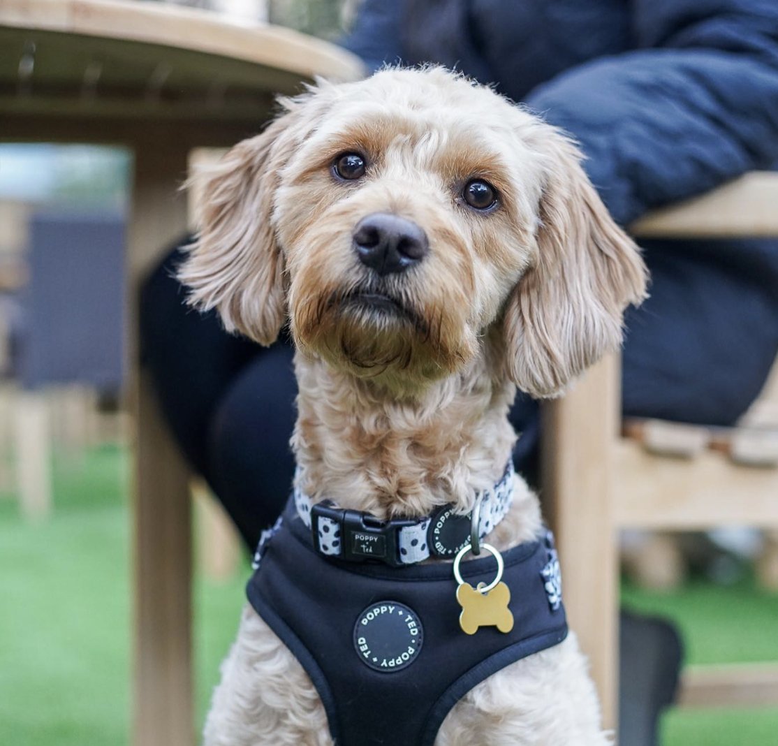 Raising a pint to all our pub pups on National Pet Day 🍻 #NationalPetDay #YoungsPubs #DogFriendly