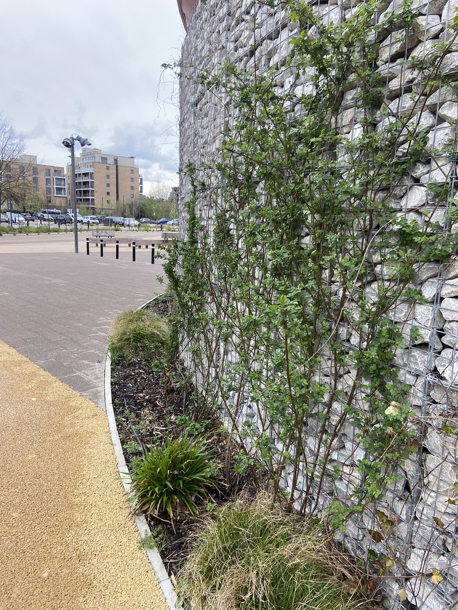 The native climbers like hops, honeysuckle and ivy are speeding up the walls at @LeeValleyIce creating great habitats and food sources for wildlife 🌿🐦🦋🐞