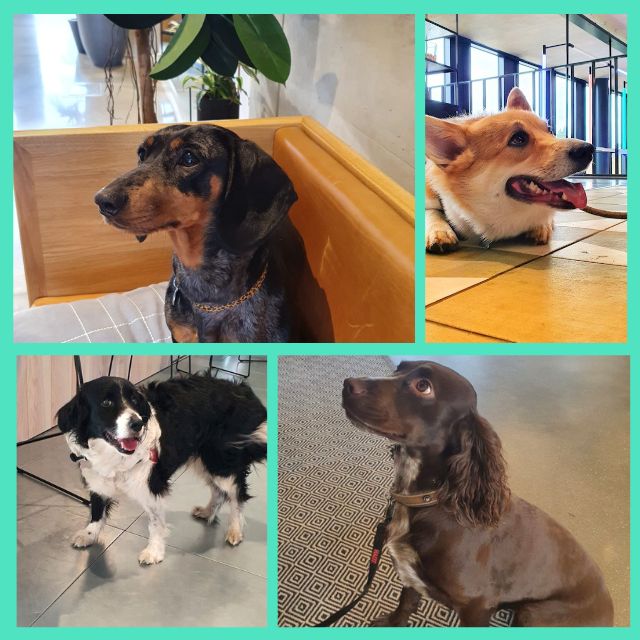 Today is National Pet Day. Here are a few pics of the member's pets in our centre! #nationalpetday #cambridgepets #cambridge