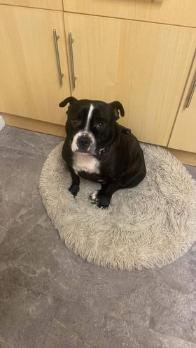 Urgent, please retweet to HELP FIND A RESCUE SPACE FOR COOPER  currently in #BUCKFASTLEIGH #DEVON #UK 

Friendly family pet, Staffy aged 4-5. He needs re homing urgently due to a change in family circumstances. He's neutered and chipped, currently living with children, unsure if…