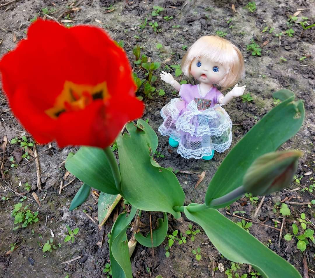'Київ прекрасний!'🥰
Світланка дивується величі тюльпана🌸🌸🌸♥️🌞

#ляльки #dolls #photography #dolls_icon #баболі #collection #doll #hobby #photography #dollsphoto #dollsphotography #dollslife #baboliy #ilovedolls #dollinstagram #dollcollection #життяляльок #Ukraine #весна